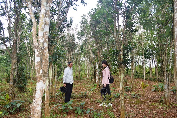 Quang Tri: Efforts to promote and preserve ancient tea gardens hinh anh 2