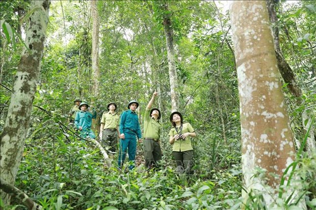 Forestry production value targeted to grow 5.5% annually in next five years hinh anh 2