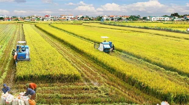 Mekong Delta rice farming to become a leading sector in agricultural production hinh anh 1