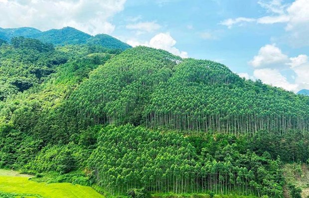 Vietnam earns 51.5 million USD from first forest carbon credit sale hinh anh 1