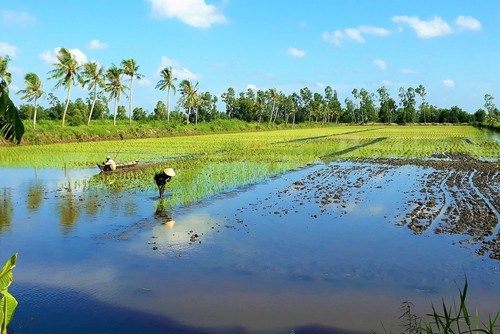 Ca Mau develops high-quality rice farming hinh anh 1