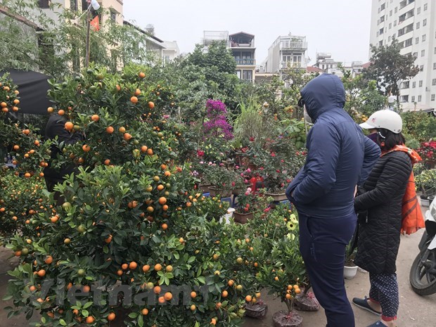 Traditional flower market adds vibrancy to Hanoi’s Tet flamboyance hinh anh 1