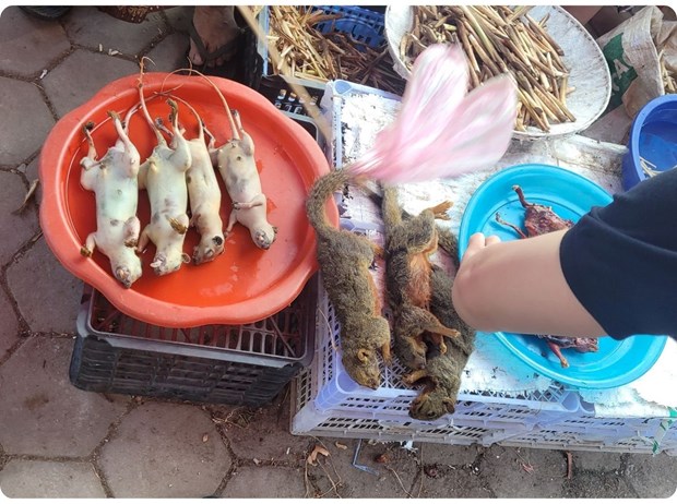 Cross-border wildlife trafficking rife in Laos, Vietnam hinh anh 2