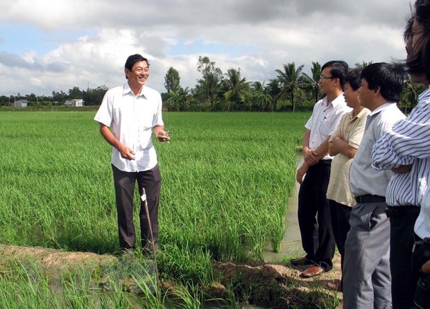 ST 25 and golden chance to build Vietnam rice brand hinh anh 3