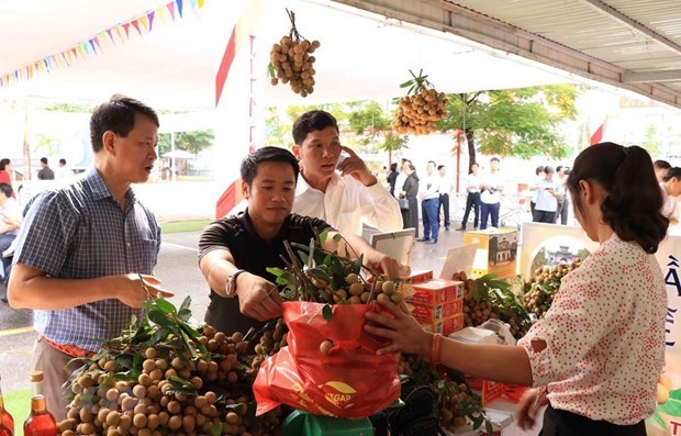 Importers explore partnerships for trading longan hinh anh 2