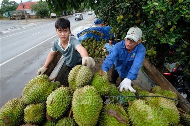 Durian export to China: long-term vision needed hinh anh 2