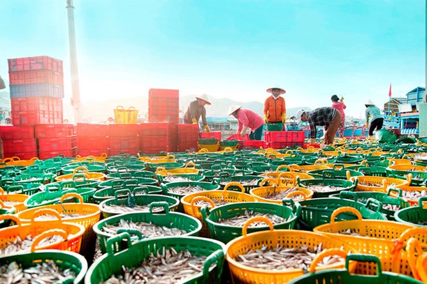 Ninh Thuan reports 7.4% increase in seafood catch in H1 hinh anh 2