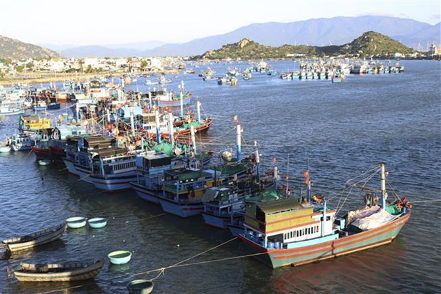 Ninh Thuan reports 7.4% increase in seafood catch in H1 hinh anh 1