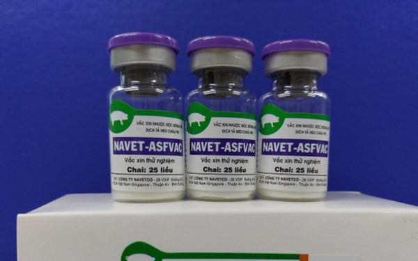 Vietnam authorizes commercial circulation of African swine fever vaccine hinh anh 1