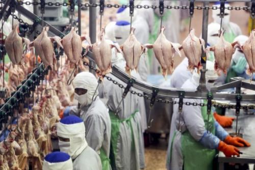 Thailand resumes chicken export to RoK after 12-year suspension hinh anh 1