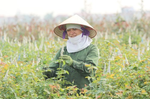 Capital wants more high-tech farms hinh anh 1