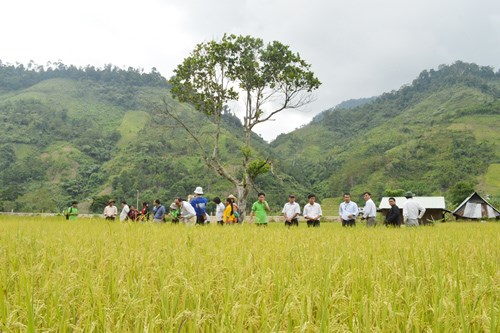 Project improves rice growing in mountainous areas in Quang Nam hinh anh 1