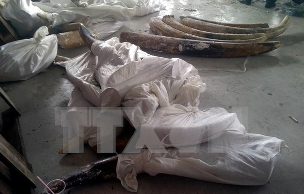 HCM City: 529 kg smuggled tusks uncovered hinh anh 1