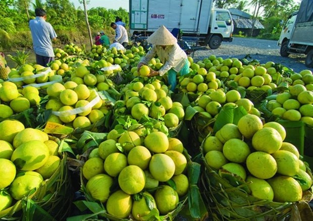 Fruit-vegetable export value surpasses 2.1 billion USD hinh anh 1