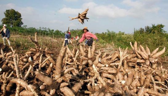 RoK company to build cassava processing factory in Cambodia hinh anh 1
