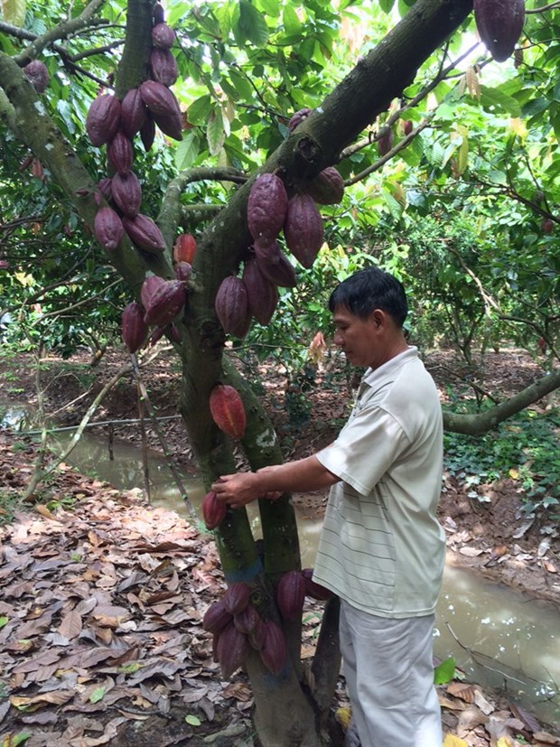 VN’s cocoa receives “fine flavour” designation from Int’l Cocoa Organisation hinh anh 1