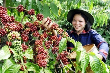 Changes brew in coffee industry hinh anh 1
