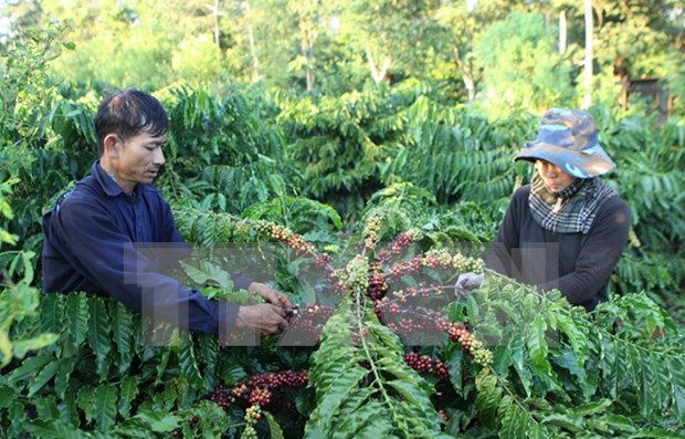 Dak Lak strives to increase processed coffee exports hinh anh 1