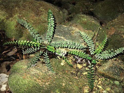 Fern species found in Quang Binh karst cave hinh anh 1
