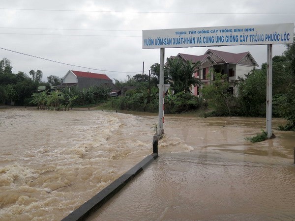 Binh Dinh distributes rice to natural disaster victims hinh anh 1