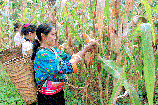 Bac Kan improves living conditions for ethnic minorities hinh anh 1