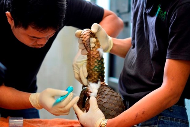 Largest ever number of rare pangolins released into wild hinh anh 1