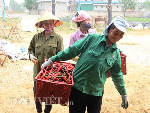 Central residents stung by high chilli prices hinh anh 1