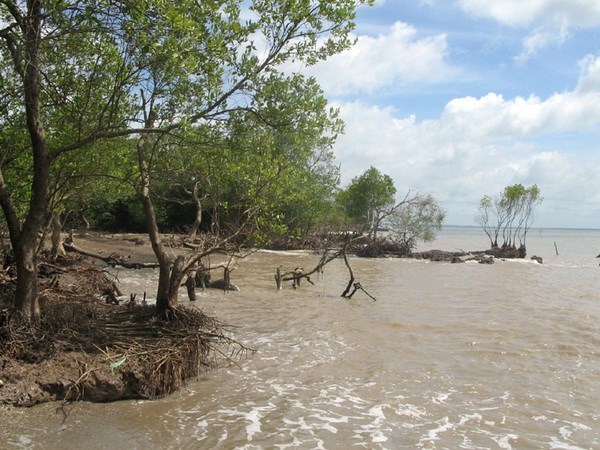 Tien Giang: Erosion worsens in coastal areas hinh anh 1