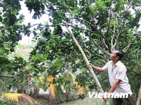 Ben Tre restructures agriculture to adapt to climate change hinh anh 1