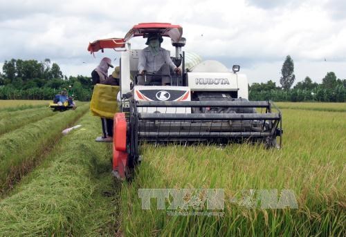 Tien Giang to expand large-scale fields hinh anh 1