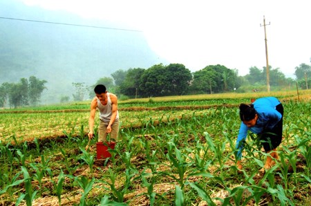 Yen Bai looks to diversify crops hinh anh 1