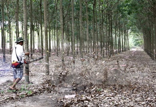 Rubber sector enjoys 51-percent profit growth in 2016 hinh anh 1