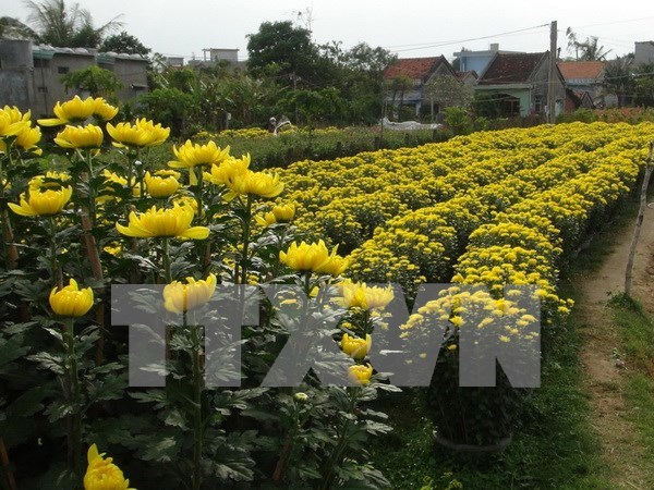 Floods drown Tet hopes of flower growers hinh anh 1