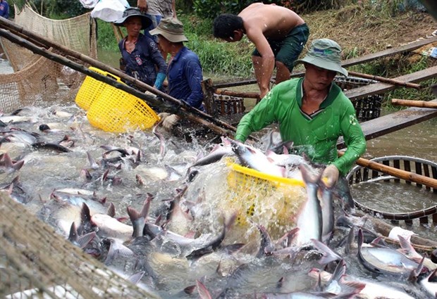 VASEP: Tra fish exports could be hurt by false news hinh anh 1