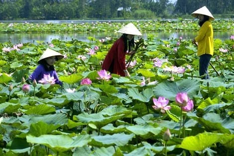 Farmers make ecotourism boom in Dong Thap hinh anh 1