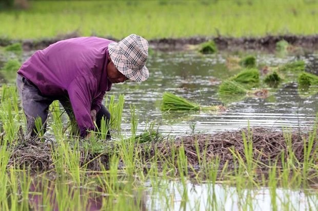 Thailand promotes crop diversification hinh anh 1