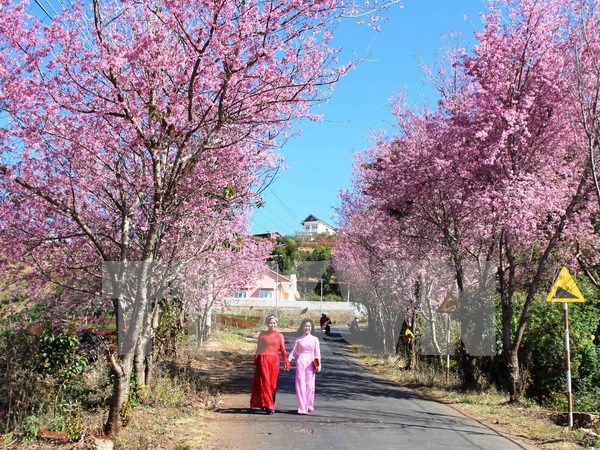 Cherry blossom festival in Da Lat cancelled hinh anh 1