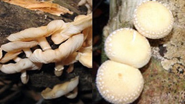 New shiitake mushroom species found in Vietnam hinh anh 1