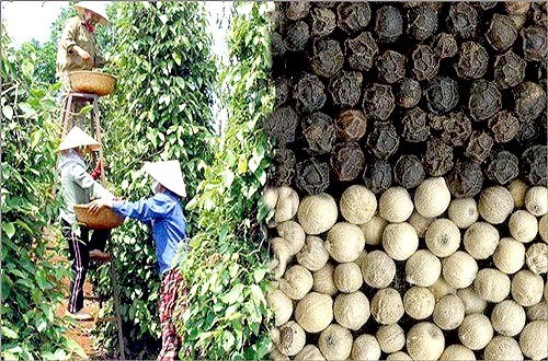 Vietnam's pepper faces stern quality challenge hinh anh 1