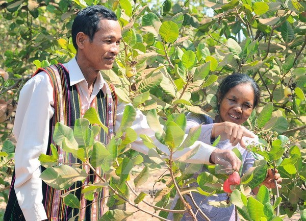 Cashew farming area in Central Highlands shrinks hinh anh 1