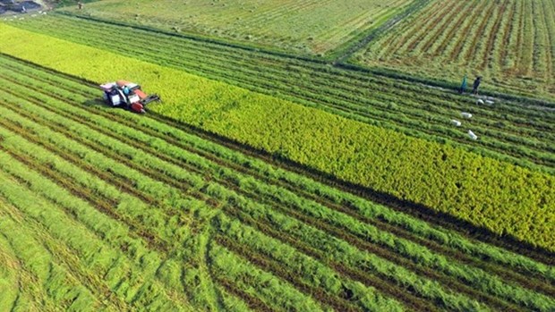 Long An invests 600 billion VND in hi-tech agricultural area hinh anh 1