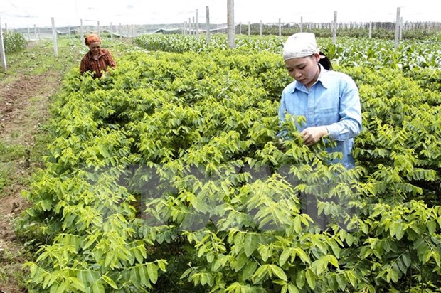 Dutch company plans vegetable seedling centre in Ha Nam hinh anh 1