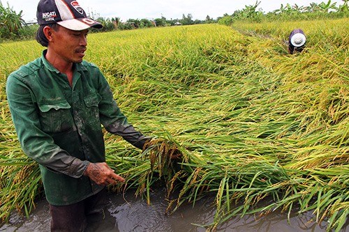 Southern farms suffer from abnormal rains hinh anh 1