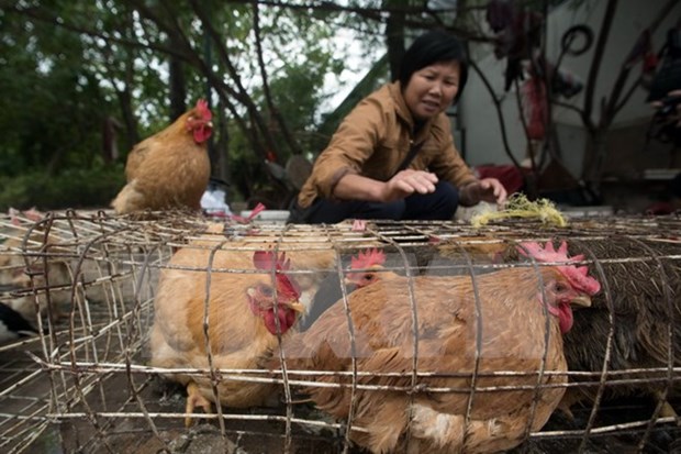 Vietnam proactive to prevent A/H7N9 avian flu hinh anh 1