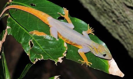 Ca Mau: 700 psychedelic Vietnam geckos found on Hon Khoai island hinh anh 1