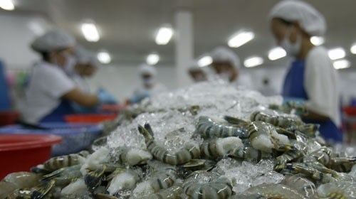 Frozen shrimp exports to RoK must undergo quarantine hinh anh 1