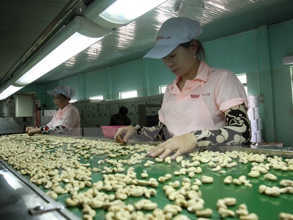 Cashew sector faces difficulties in 2017 hinh anh 1