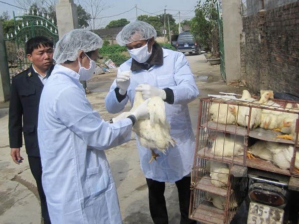 Long An intensifies cross-border A/H7N9 avian flu prevention hinh anh 1