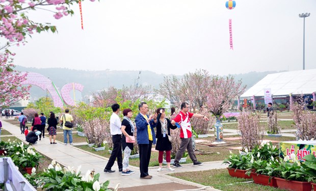 Cherry-yellow apricot blossom festival to open in Quang Ninh hinh anh 1