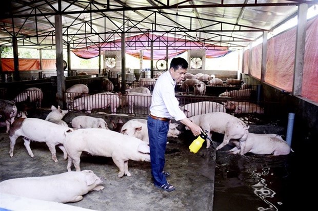 Vietnam confronts pig farming surplus hinh anh 1
